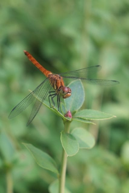 旧エルマーの作例 Elmar 50mm f3.5 L39