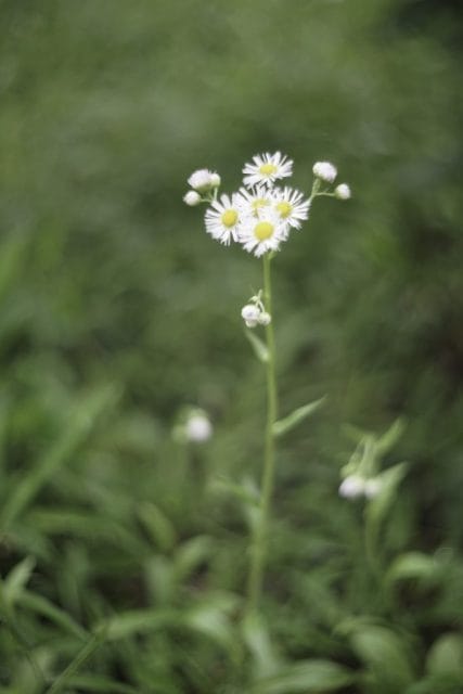 Leitz Summitar 50mm f2 ズミタール 作例