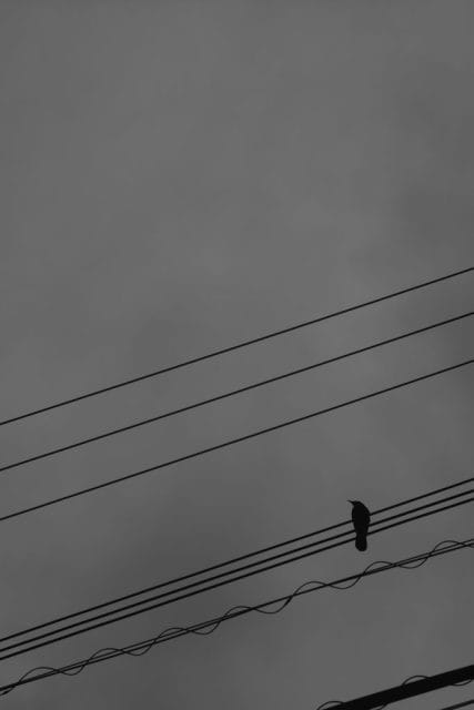 Leica M Monochrom typ246 Summitar 50mm f2 ズミタール 作例