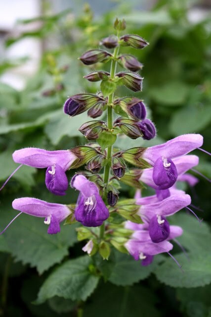 Salvia glabrescens