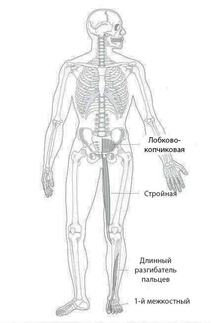 Средне-внутренний ноги (СВН)