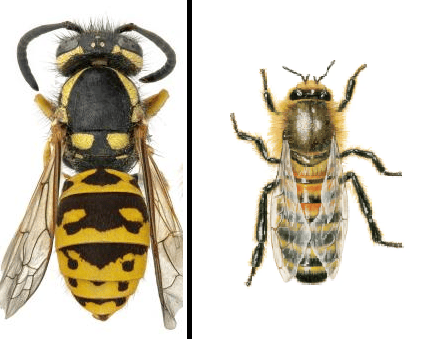 yellow jacket and bee side by side