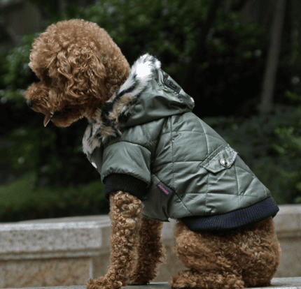dog winter coat