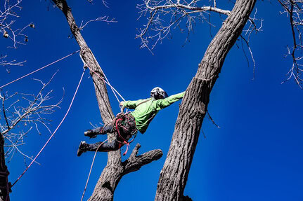 Wichita Tree Service arborist climbing a large tree during professional tree trimming