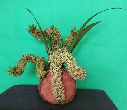 Naturalistic design