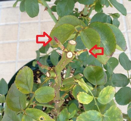 同じ場所から芽が２つ出ている
