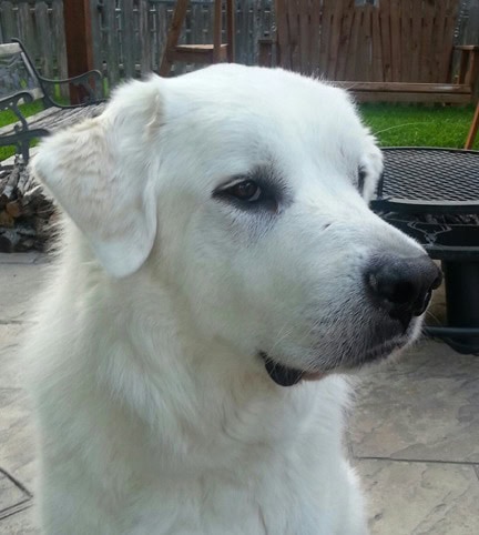 Toby, observing the world and collecting his thoughts