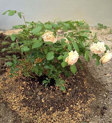18植えました