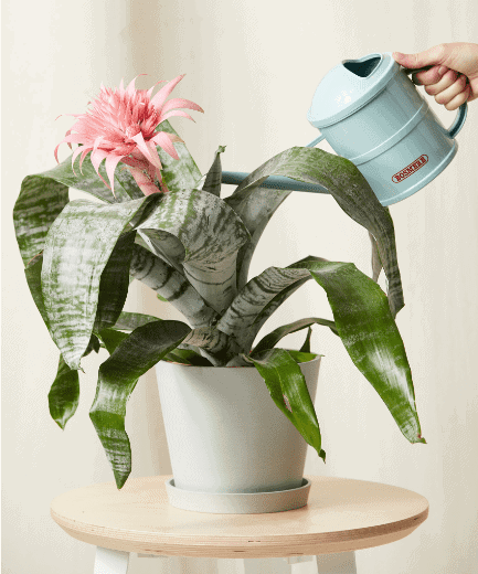 Buy Potted Bromeliad Aechmea Pink Indoor Plant Truly Unique