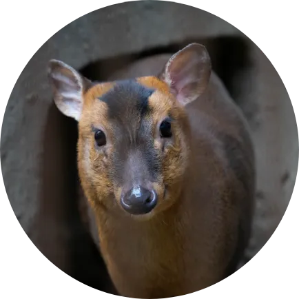 動物画像