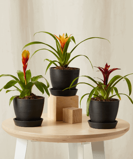 Truly Unique Buy Potted Bromeliad Indoor Plant Collection