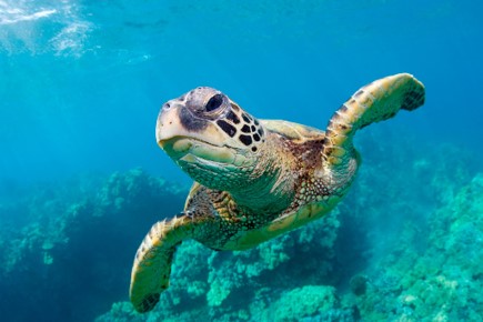 Turtle on Reef