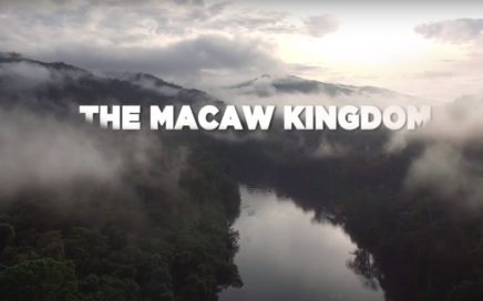 2018 május - Gödöllő a nemzetközi színtéren nyert harmadik helyezést a Macaw Kingdom