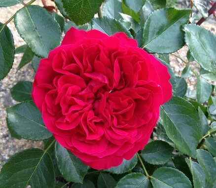 ルージュピエールドゥロンサール開花5
