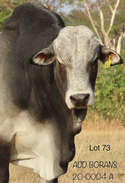 Lot 73-2