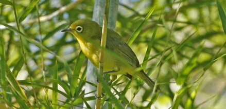 Kecial lombok termasuk burung pleci kacamata asli atau endemik dari lombok