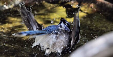 Manfaat Mandi Malam bagi Burung Kicauan