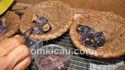 Meloloh anakan murai batu.