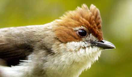 Perenjak batu / yuhina kalimantan