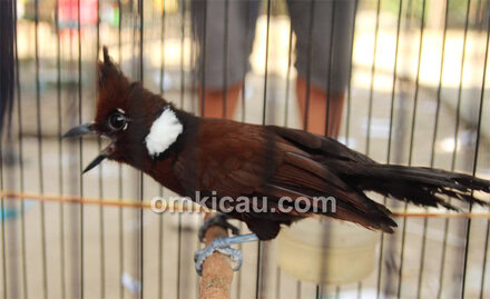 Cililin Black Diamond