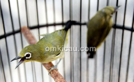 Pleci Cimut Pleci: Sehari-hari kumpul bersama betinanya.
