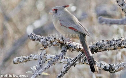 Kicauan burung pyrrhuloxia