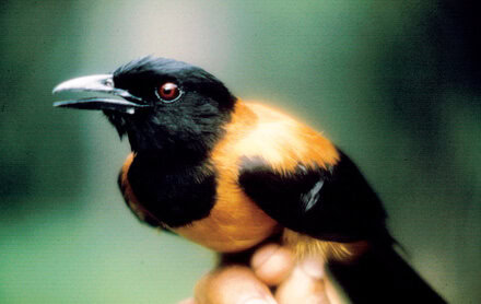 Hooded pitohui dari papua
