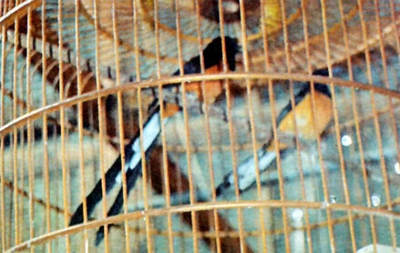 Yadi Suzuki Bird Farm