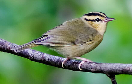 Burung warbler