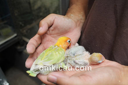 Penangkaran lovebird