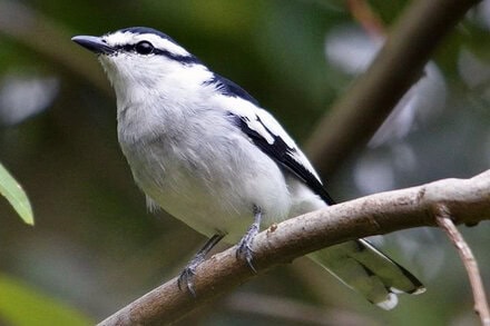 Burung kapasan kemiri