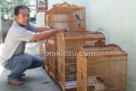 Merawat anakan murai batu