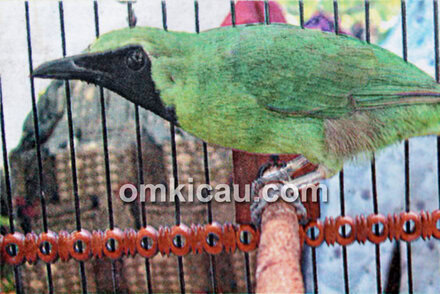 Cucak hijau tarakan