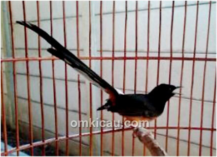 Induk murai batu model kawin paksa