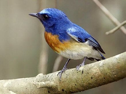 Burung sikatan blue-throated