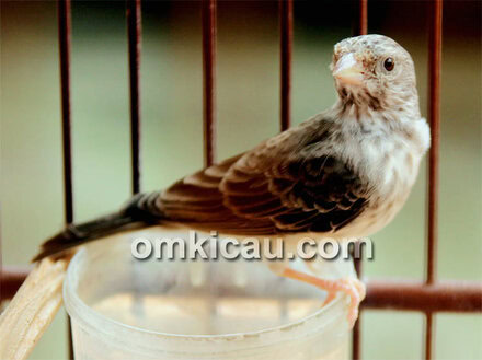 Burung sanger masteran