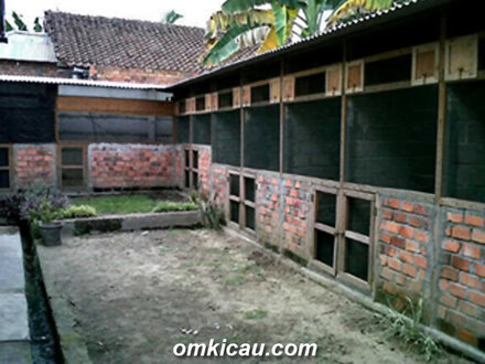 Breeding murai batu