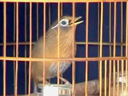 Burung hwamei