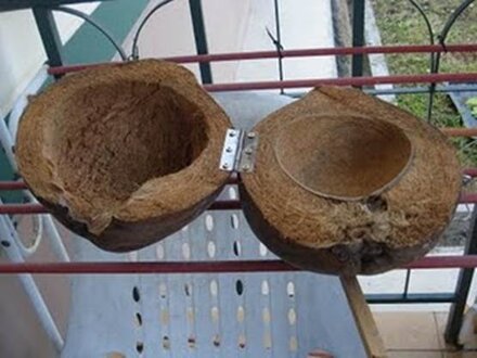 Sarang dari batok kelapa dengan ensel