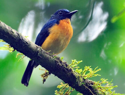 Burung sikatan sunda