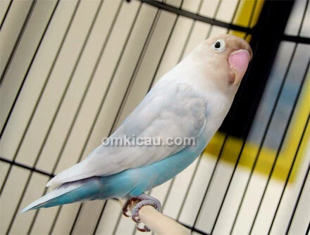 Lovebird Blue Reg