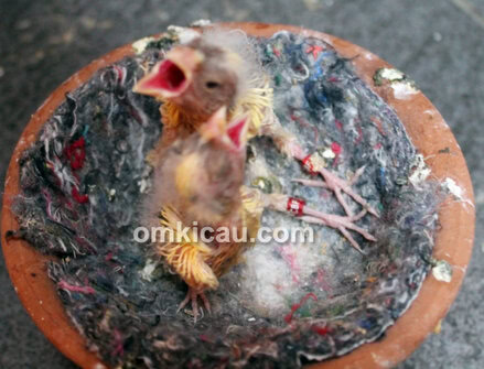 X'TO Bird Farm Bogor