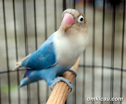 Penampilan Exzotic Blue memesona para penonton dan pelomba lainnya.