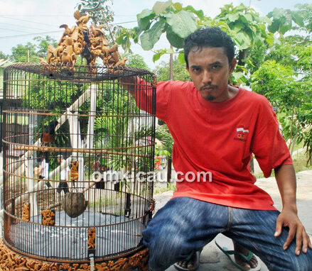 Murai batu GAM