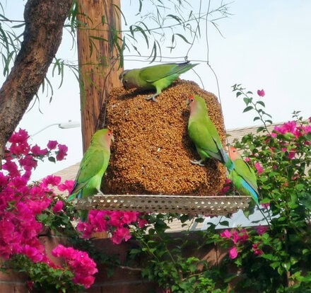 burung di halaman rumah