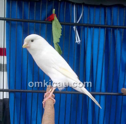 Kenari Snow White
