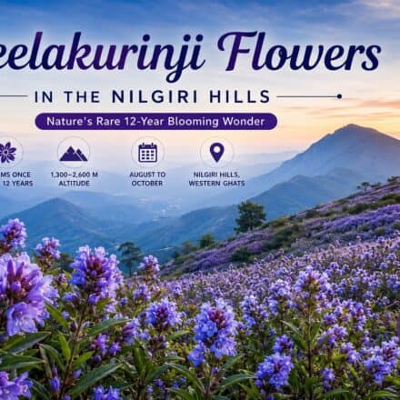 Neelakurinji Flowers in Nilgiri – The Rare 12-Year Blooming Wonder