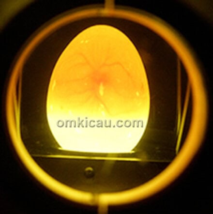 Peneropongan telur (egg candling)