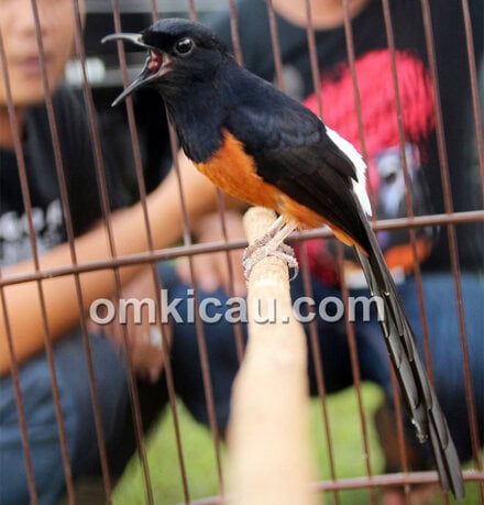murai batu