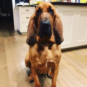 Shelly DeMotte Kramer's dog